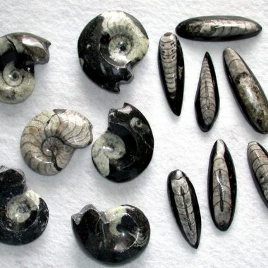 Ammonite & Orthoceras Fossils