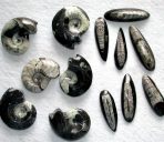 Ammonite & Orthoceras Fossils